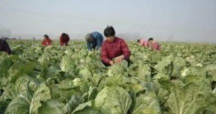 春季种蔬菜_春节种的蔬菜_春节后种植什么蔬菜