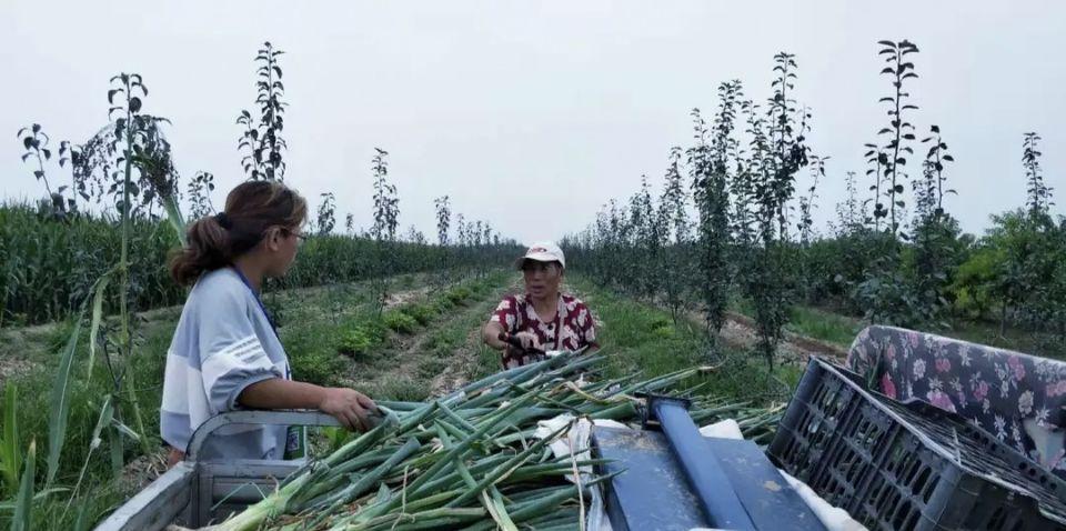 春季种蔬菜_春节种的蔬菜_春节后种植什么蔬菜