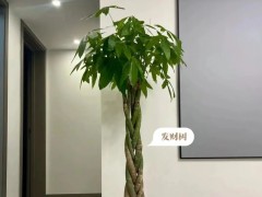 家里客厅没光的看过来！养这6种绿植准没错！