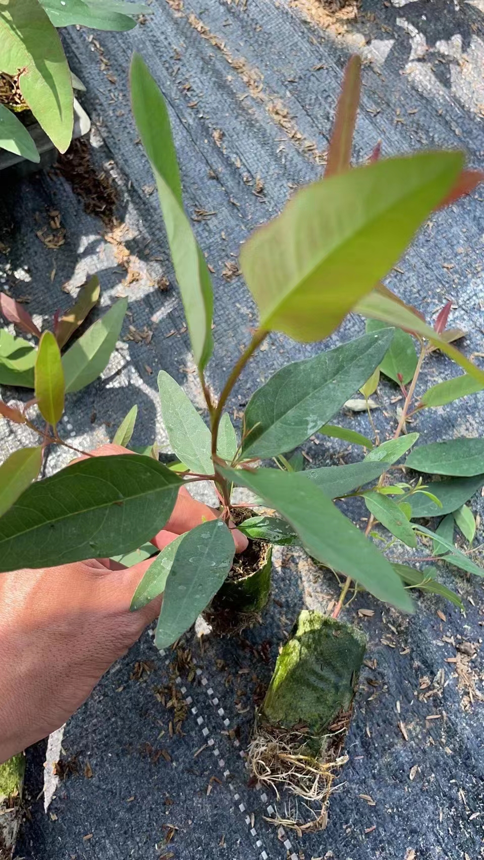 种植桉树技术视频_种植桉树技术和管理_桉树种植技术