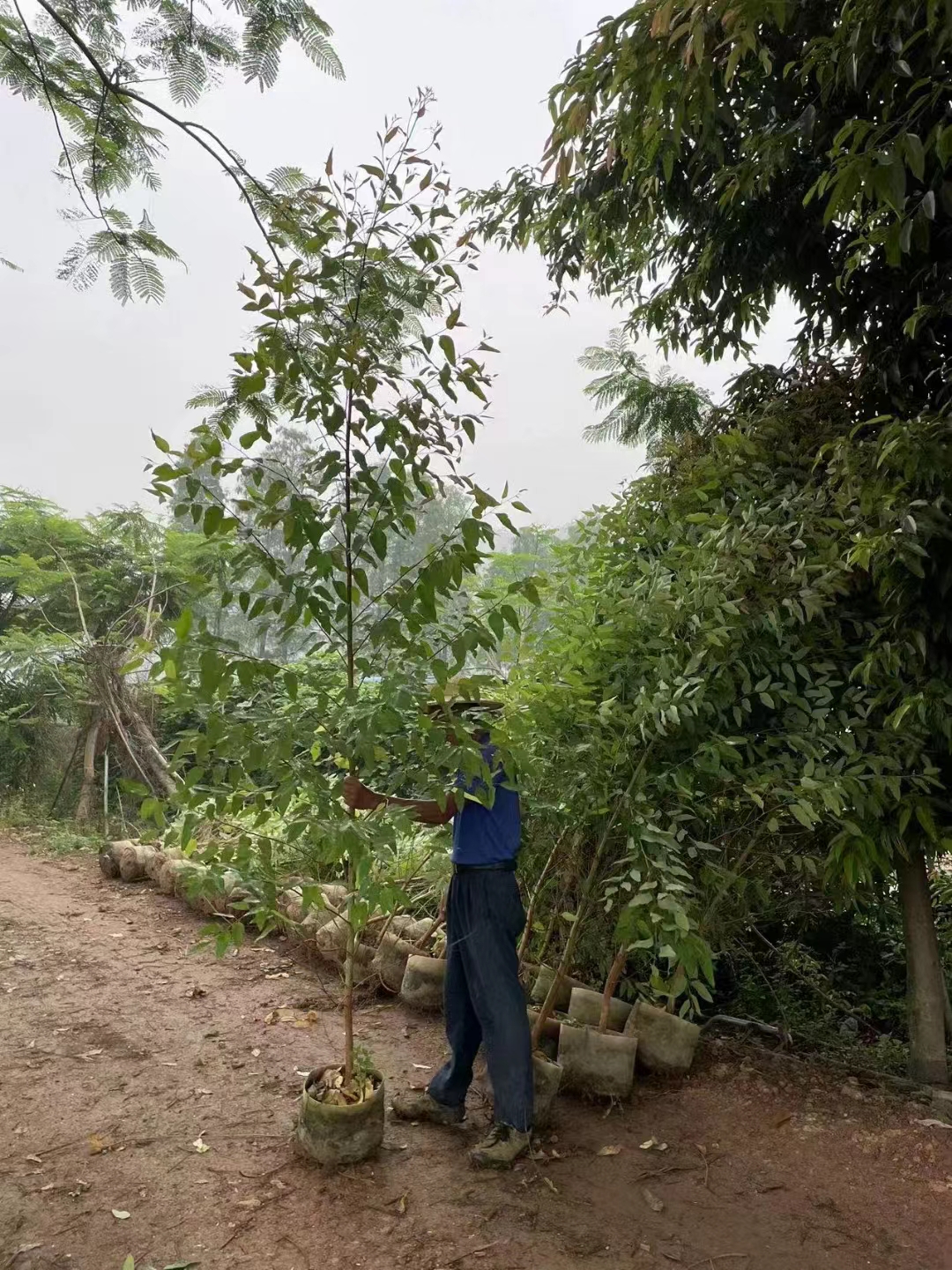 桉树种植技术_种植桉树技术视频_种植桉树技术和管理