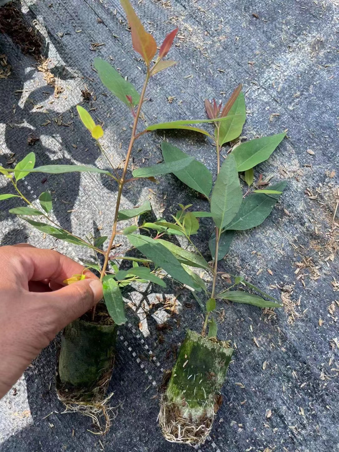 种植桉树技术和管理_种植桉树技术视频_桉树种植技术