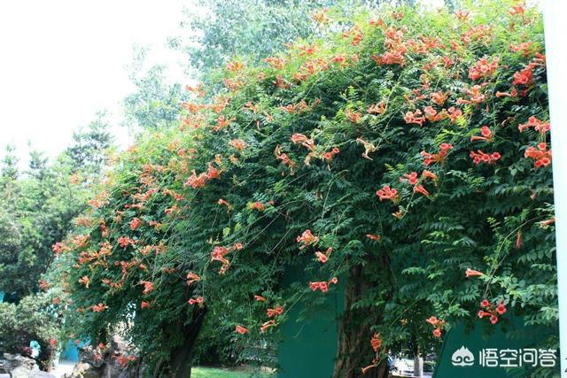 北方庭院适合种植什么花和树_北方庭院栽什么花树好_庭院北方种植树适合花坛吗