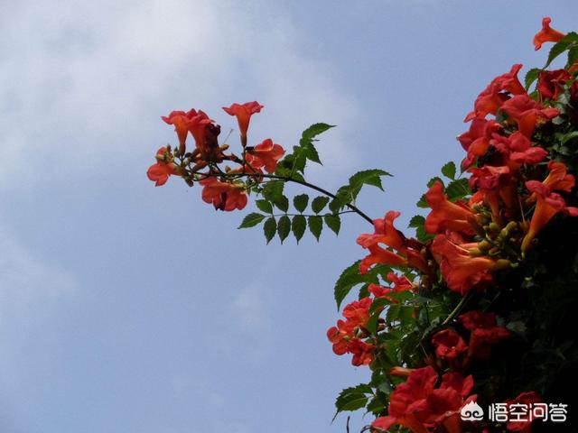 庭院北方种植树适合花坛吗_北方庭院适合种植什么花和树_北方庭院栽什么花树好