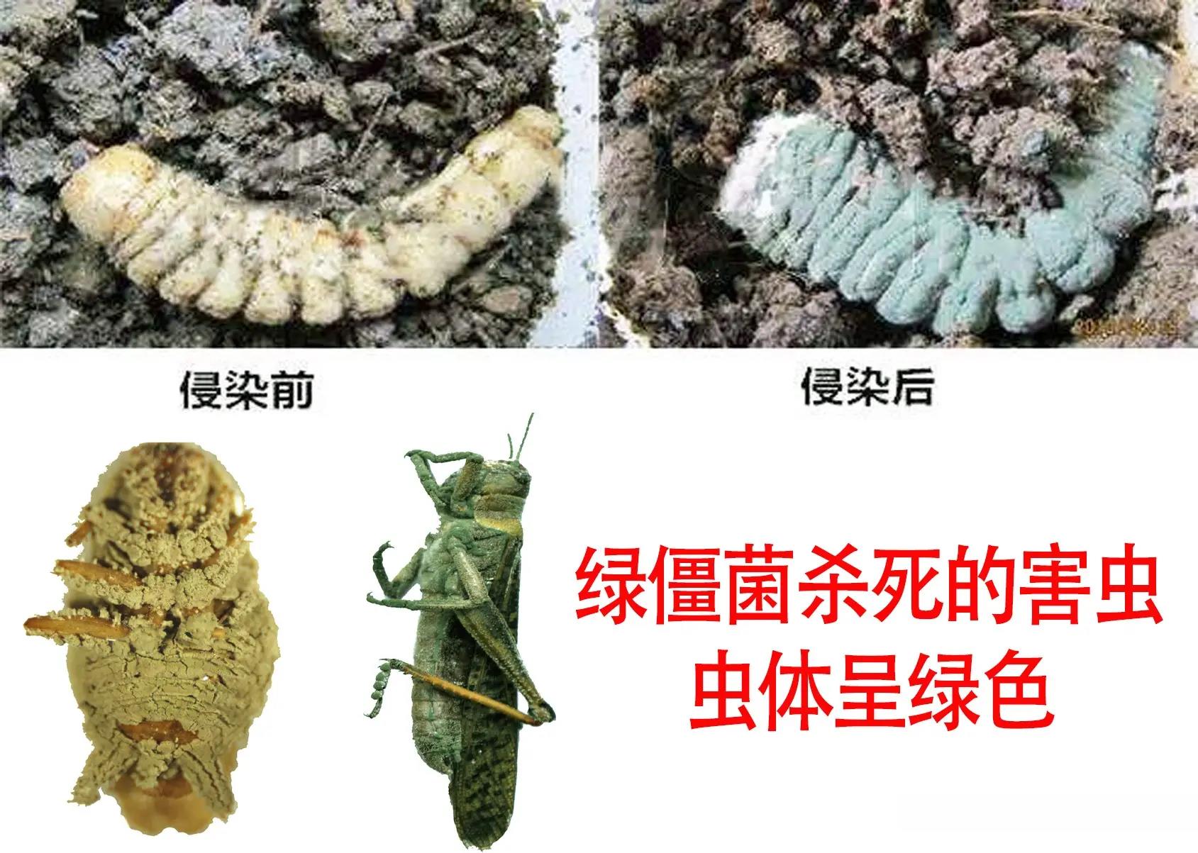 杀虫农药有哪些_农药杀虫有因果报应吗_农药杀虫有哪些药