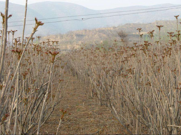 香椿树的种植方法_种植树香椿方法视频_怎么样种植香椿树