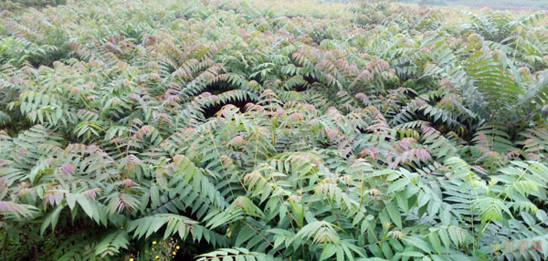 香椿树的种植方法_怎么样种植香椿树_种植树香椿方法视频