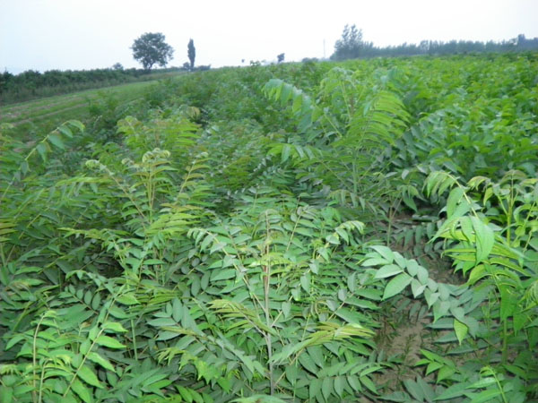 种植树香椿方法视频_香椿树的种植方法_怎么样种植香椿树