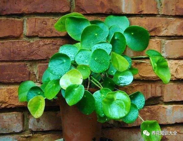 耐寒绿植耐旱耐阴有哪些品种_耐阴耐旱耐寒的绿植有哪些_耐寒绿植耐旱耐阴有哪些花卉