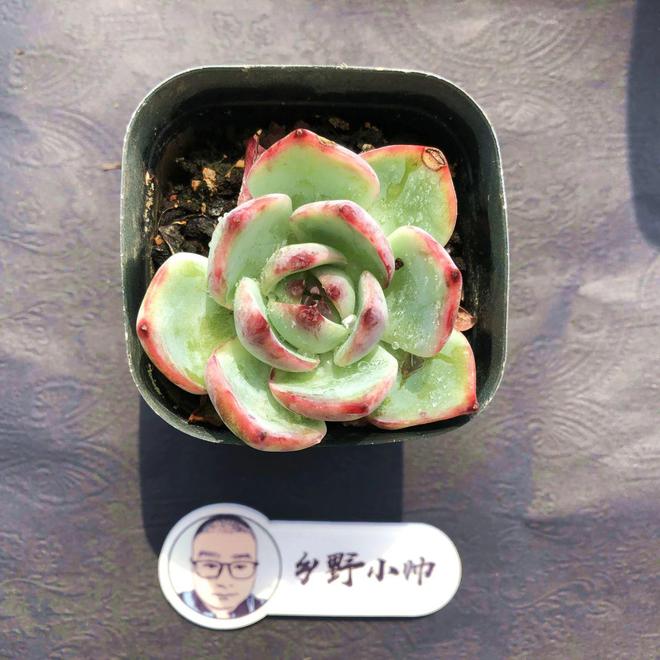 多肉彩虹难养_多肉植物彩虹好养吗_彩虹多肉好养吗