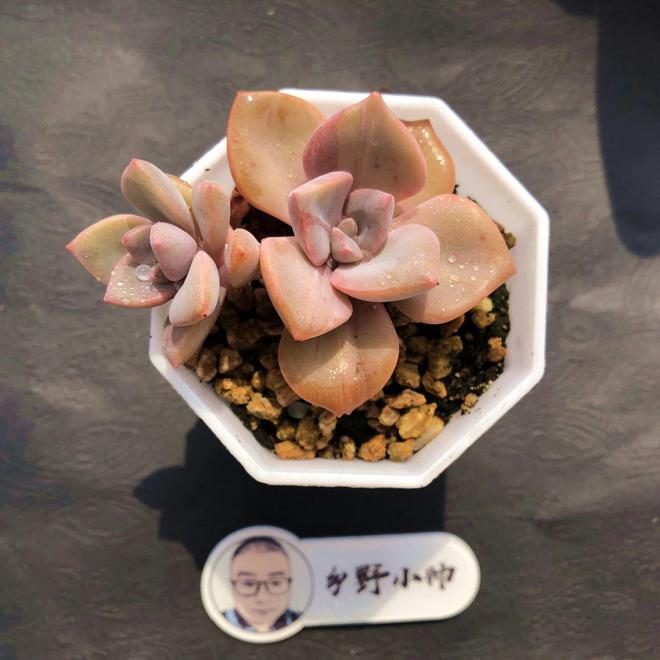 多肉彩虹难养_多肉植物彩虹好养吗_彩虹多肉好养吗