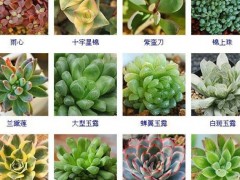 144种多肉植物名称大全，常见品种